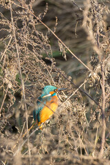 A kingfisher (Alcedo atthis) sits on a branch and waits for fish to eat.