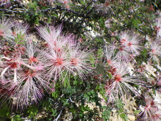 Pink Featherdusters on Sonoran Desert Hillside in Spring