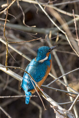 A kingfisher (Alcedo atthis) sits on a branch and waits for fish to eat.