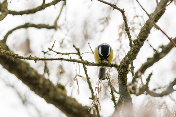 A great tit (Parus major) has captured a nut and is sitting with it on a tree to eat it