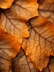 a plane tree leaf texture