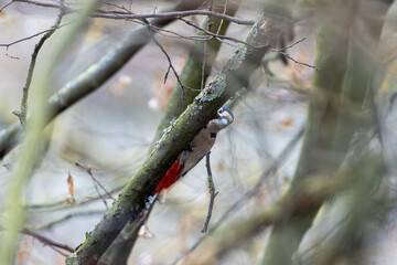 A great spotted woodpecker (Dendrocopos major) sits on a tree and looks for food