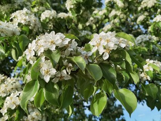 white lilac flowers