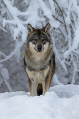 wolf in snow