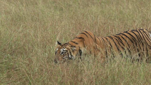 Royal Bengal tiger of Tadoba walking in stealth mode to hunt the prey