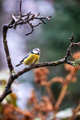 blue tit on a branch in the garden 