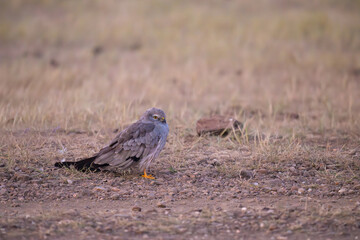 Pallid Harrier on ground in its natural habitat