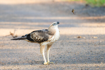 Changeable Hawk eagle. Crested Hawk eagle hunting its prey frog