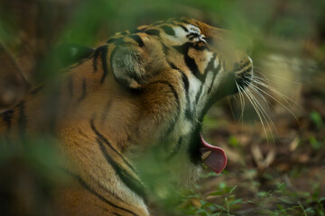 Royal Bengal Tiger of Tadoba National Park. Tigress named Bijali from Tadoba tiger reserve.