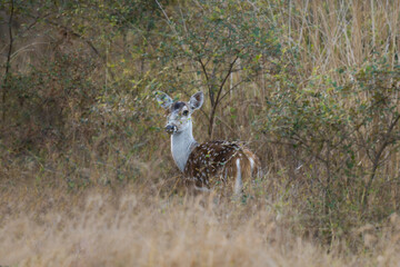 White headed Albino spotted deer in wild habitat of Pench Tiger reserve. Rare species