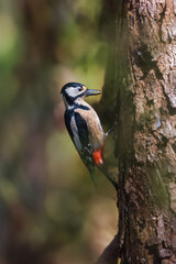 spotted woodpecker on a tree