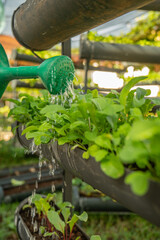 Espinafre plantado em canteiro de horta vertical em casa. sem aditivos, alimentação saudável,...