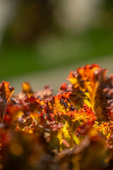 Alface Roxa plantada em canteiro de horta vertical em casa. sem aditivos, alimentação saudável,...
