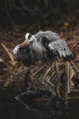 gray heron taking off