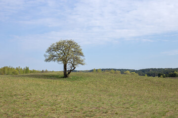 Lonely tree on a hill, spacious meadow in spring