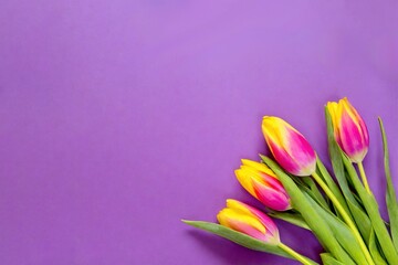 Gelb pinke Tulpen auf violetten Hintergrund 