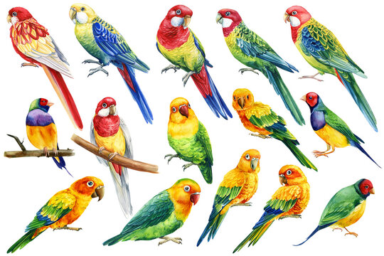 Tropical bird. Set Parrots on isolated white background, bright exotic bird watercolor painting, lovebirds and rosella 