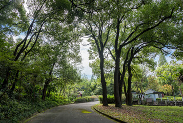 road in the forest
