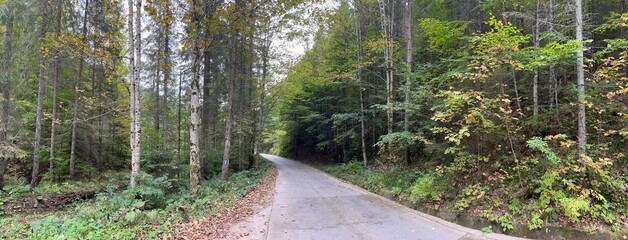 panoramic view of a road in the forest