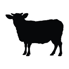 silhouette of  a mutton