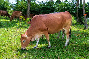 cows in the field