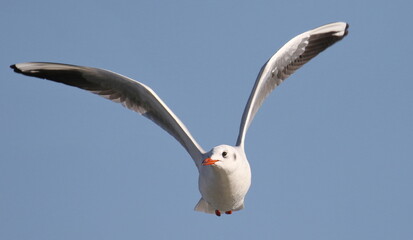 Close up common Black-headed Gull flying, Larus ridibundus, birds of Montenegro