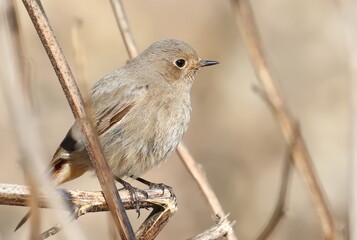 Common redstart female on branch, Phoenicurus phoenicurus, birds of Montenegro