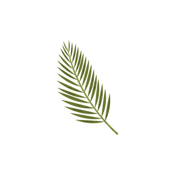 Green palm tree leaf vector illustration, dracaena foliage icon, jungle fern plant, tropical leaves isolated on white