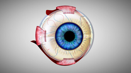 3D anatomical model of an Eye - obrazy, fototapety, plakaty