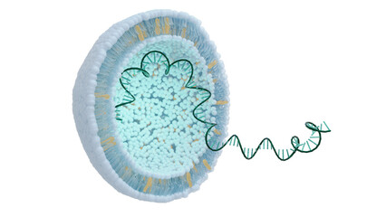 General structure of the mRNA vaccine, 3D illustration on transparent background