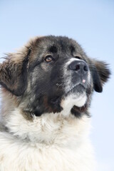 A Carpathian Sheepdog's  bright eyes and wet nose fill the frame, contrasting against a vibrant...