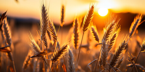 Sunset over a golden wheat field, the sun's rays casting a warm glow on the ripe ears of wheat - obrazy, fototapety, plakaty
