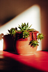 A succulent plant rosette is growing in a red flower pot in a spot light in a shadow. Home plants decor. Potted thornless cactus, succulents indoors.
