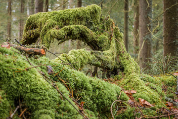 Moosbewachsener Baumstumpf und Wurzeln im Wald mit Laub und Moos und Fichten B&auml;ume in Bayern, Deutschland