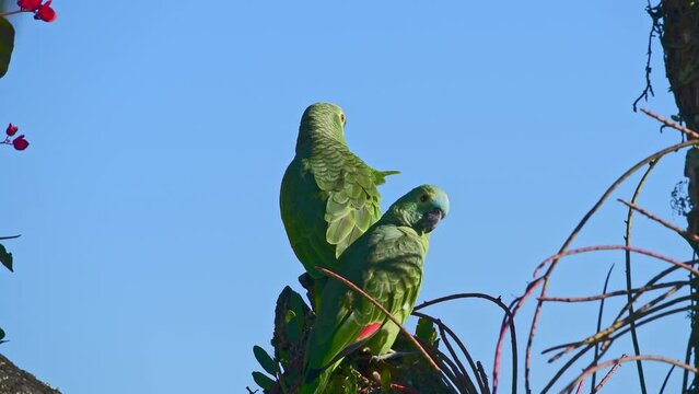 Two Turquoise-fronted parrots on a tree trunk iagainst blue sky