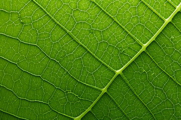 green leaf macro.