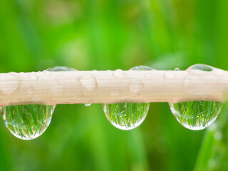  drops of dew on a dandelion stem