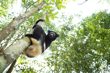 Indri in the forest. One of the biggest lemur in Madagascar nature. Black and white lemur is climbing on the tree. 