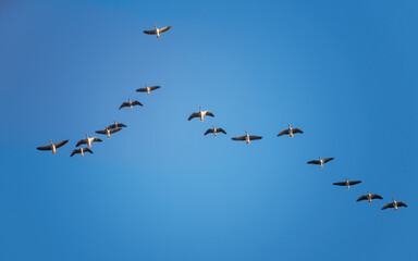 Obraz premium a flock of snow geese in a V-shaped formation flew overhead under clear blue sky on a sunny day