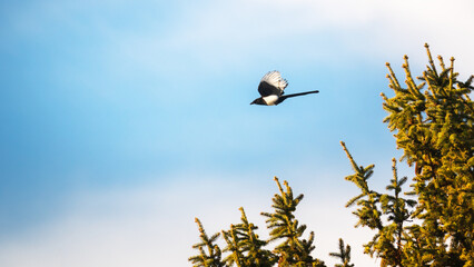 Magpie (Pica pica) flying