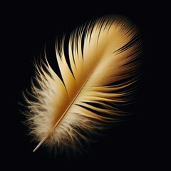 feather isolated on simple background
