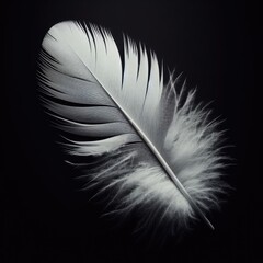 feather isolated on simple background

