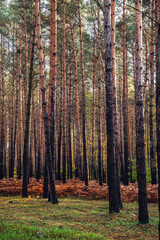 Fototapeta premium Złota Jesień