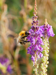 a bee feeding on a purple flower