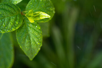 beautifyl fresh green  hydrangea leaves  background with water drops. macro shot