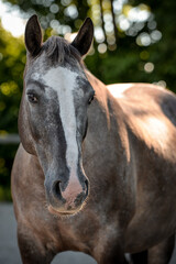 Obraz premium Pony Portrait