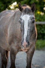 Obraz premium Pony Portrait