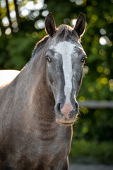 Obraz premium Pony Portrait