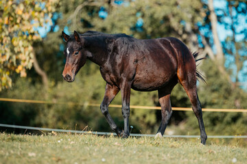 Fototapeta premium Quarter Horse