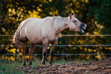 Isabellstute © ScullyPictures